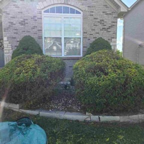 Bush Trimming by BMG HomeSolutions reviewed on April 21, 2026