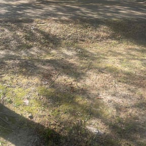 Leaf Removal by Deonte Deas reviewed on October 1, 2025