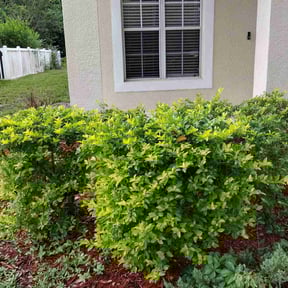 Bush Trimming by Ralphs Lawn Service reviewed on December 31, 2025