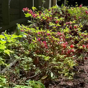 Bush Trimming by Jorge's lawn service reviewed on November 27, 2025