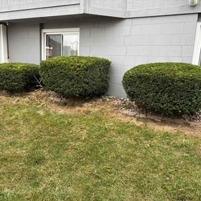 Bush Trimming by Paul Landis Dba Pro Turf Landscape and Lawn care reviewed on March 30, 2026