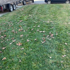 Leaf Removal by M&amp;M Lawn Service reviewed on September 13, 2025