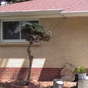 Bush Trimming by Schuetz Landscaping Services reviewed on August 21, 2025
