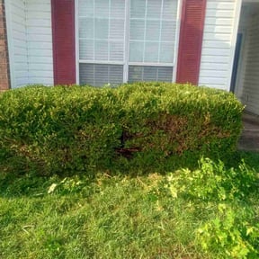 Bush Trimming by H&amp;H Home Services reviewed on December 6, 2025
