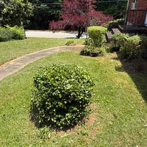Bush Trimming by C&amp;B Home maintenance reviewed on May 22, 2026
