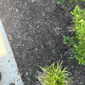 Flower Bed Weeding by Sunshive Landscape reviewed on November 19, 2025