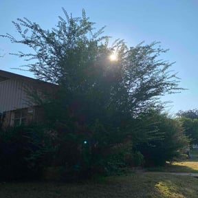 Bush Trimming by K&amp;Z Driving Solutions reviewed on November 21, 2025