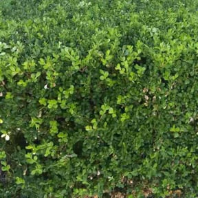 Bush Trimming by Lucas Lawn Care reviewed on August 14, 2025