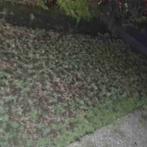 Leaf Removal by Home Care by The Beach LLC reviewed on November 21, 2025