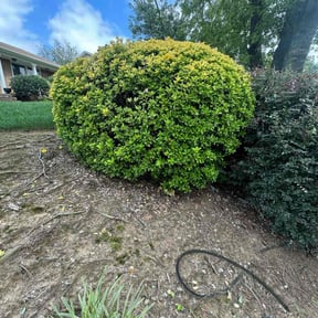 Bush Trimming by Curry's mowing reviewed on November 20, 2025