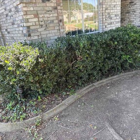 Flower Bed Weeding by GrassFX Lawn Care reviewed on July 16, 2026