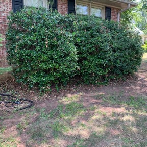 Bush Trimming by Rendon & Rendon Lawn Care reviewed on August 21, 2025