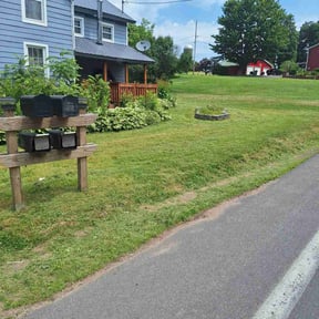 grass cutting by Qui property management reviewed on November 14, 2023