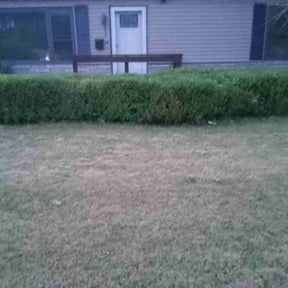 Bush Trimming by Rowe's Nurturing Estates reviewed on May 2, 2024