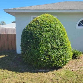 Bush Trimming by Greenscapes Landscaping and Grass Cutting reviewed on August 16, 2025