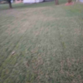Bush Trimming by Salvador Lawn and Tree Service reviewed on August 20, 2025