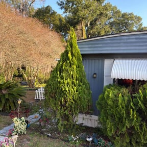 Bush Trimming by Joseph Fullner reviewed on May 19, 2023