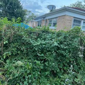 Bush Trimming by soul paseo company reviewed on August 21, 2025