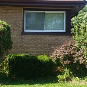 Bush Trimming by Kenny's Nice -N- Neat lawn servers reviewed on November 19, 2025