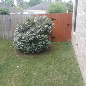 Bush Trimming by Milos lawncare and landscaping reviewed on August 16, 2025