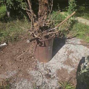 Leaf Removal by New World Lawn Care LLC reviewed on October 3, 2025