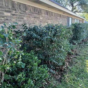 Bush Trimming by Knox Vegas Lawn Service reviewed on May 1, 2026