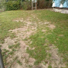 Leaf Removal by David W Services LLC reviewed on September 13, 2025