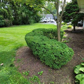 Bush Trimming by Soto landscape reviewed on October 23, 2025