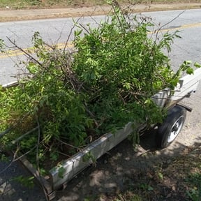 Bush Trimming by :) B.and.B :) reviewed on August 22, 2024