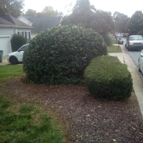 Bush Trimming by Laupola&#039;s Landscaping reviewed on October 21, 2025