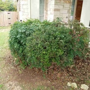 Bush Trimming by Tonyβs Lawn Care reviewed on August 16, 2025