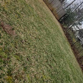 Leaf Removal by Special Clips reviewed on March 13, 2026