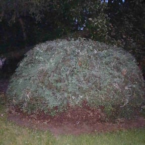 Bush Trimming by Lawn care Love service's reviewed on September 25, 2021