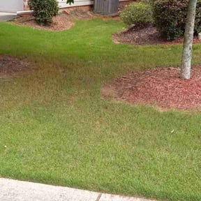 Bush Trimming by Merriweather's Lawn Care reviewed on June 10, 2022