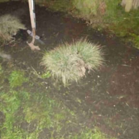 Flower Bed Weeding by Lawn Care On The Rise reviewed on April 2, 2026
