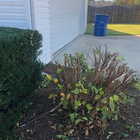 Bush Trimming by Lawn Impression reviewed on November 19, 2025