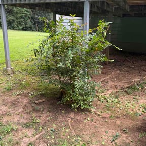 Bush Trimming by D&amp;T Jardineria y Landscaping reviewed on August 18, 2026