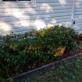 Bush Trimming by Creative Image Productions reviewed on August 15, 2025