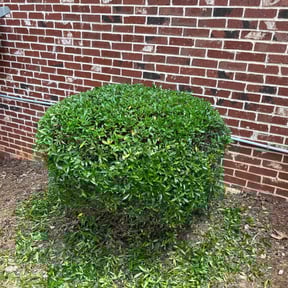 Bush Trimming by MAC'S HANDYMAN AND LAWN SERVICES reviewed on November 29, 2023