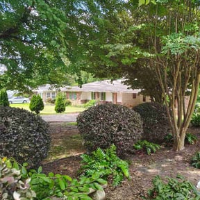 Bush Trimming by Theo's Lawn care reviewed on July 16, 2026