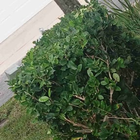 Bush Trimming by Yard Barbers reviewed on November 10, 2025