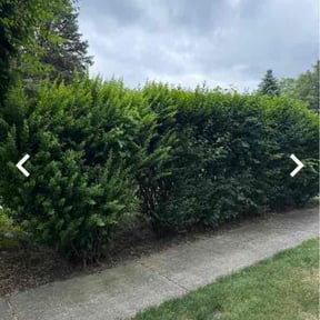 Bush Trimming by B&amp;w precision brothers contracting reviewed on June 19, 2026