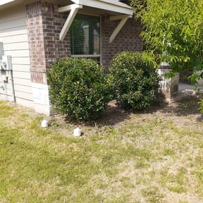 Bush Trimming by Same reviewed on August 15, 2025