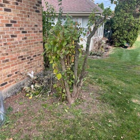 Bush Trimming by Cummings and Cummings Lawn Care reviewed on April 27, 2024