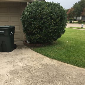 Bush Trimming by Reclaiming his blood ministries lawn and handy man service reviewed on August 14, 2025