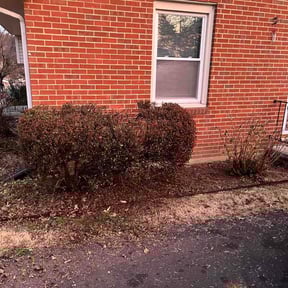 Bush Trimming by Mejia landscaping reviewed on March 13, 2026