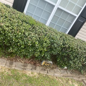 Bush Trimming by Donald Austile Lawn Care reviewed on August 16, 2025