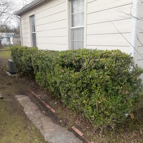 Bush Trimming by Mark Cowper reviewed on June 11, 2022