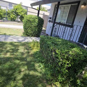 Bush Trimming by Ernesto’s Lawn Care reviewed on August 17, 2025