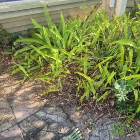 Leaf Removal by Blue Star Landscaping LLC reviewed on May 22, 2026